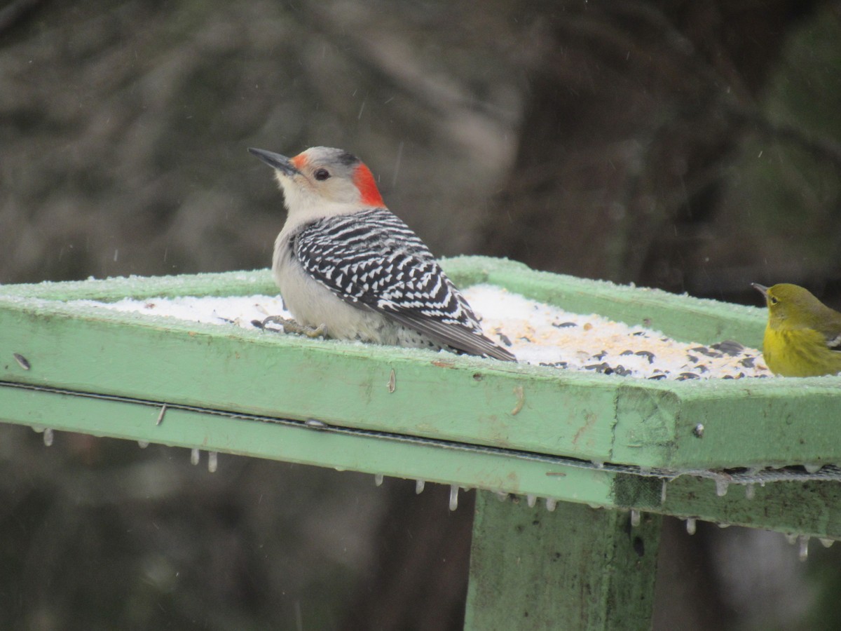 Red-bellied Woodpecker - ML412690011