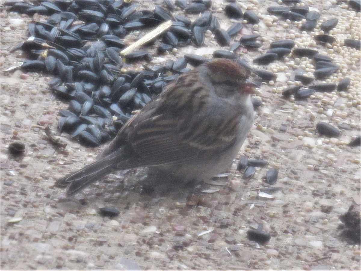 Chipping Sparrow - ML412690341