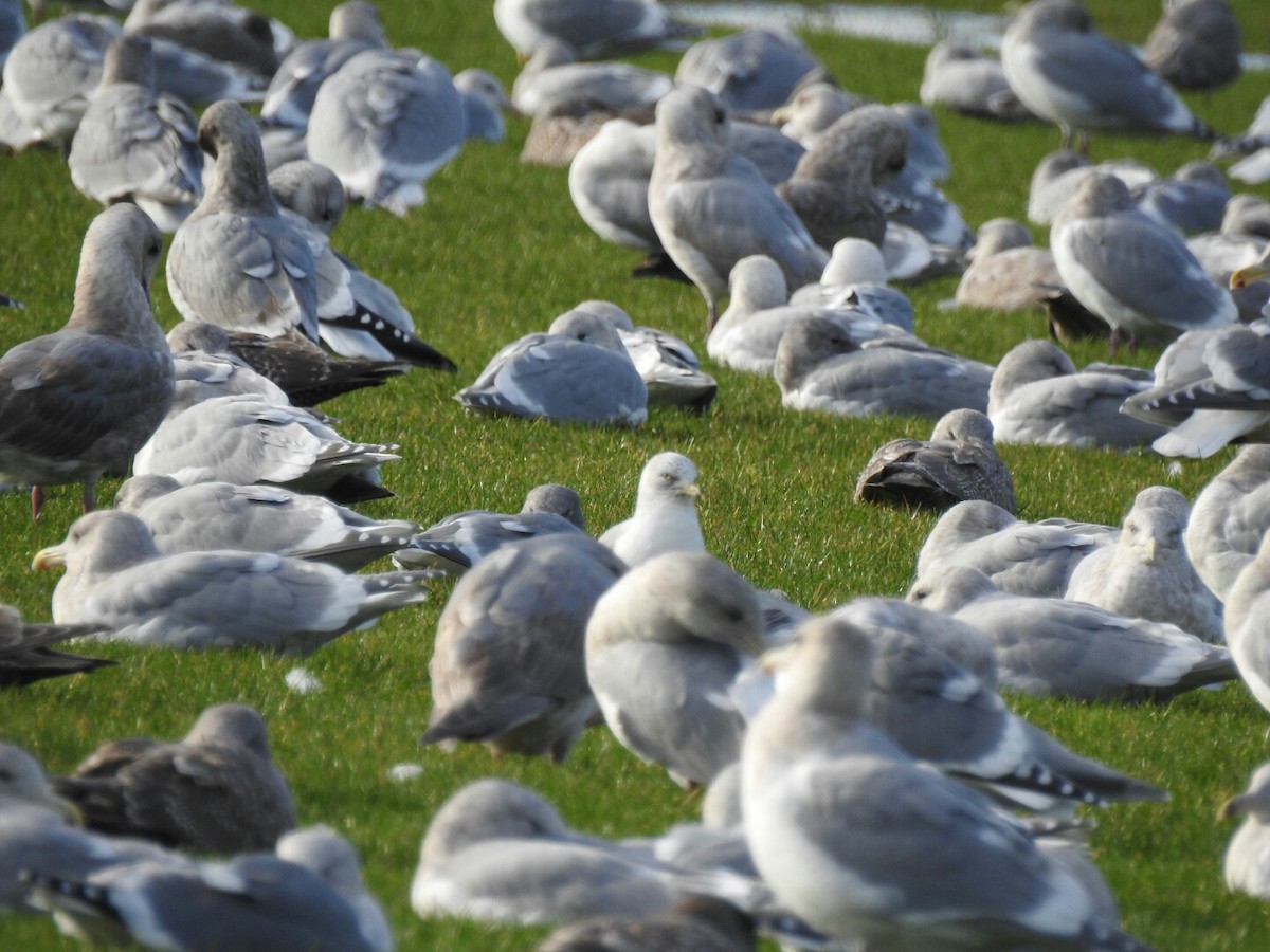 Ring-billed Gull - ML41269061