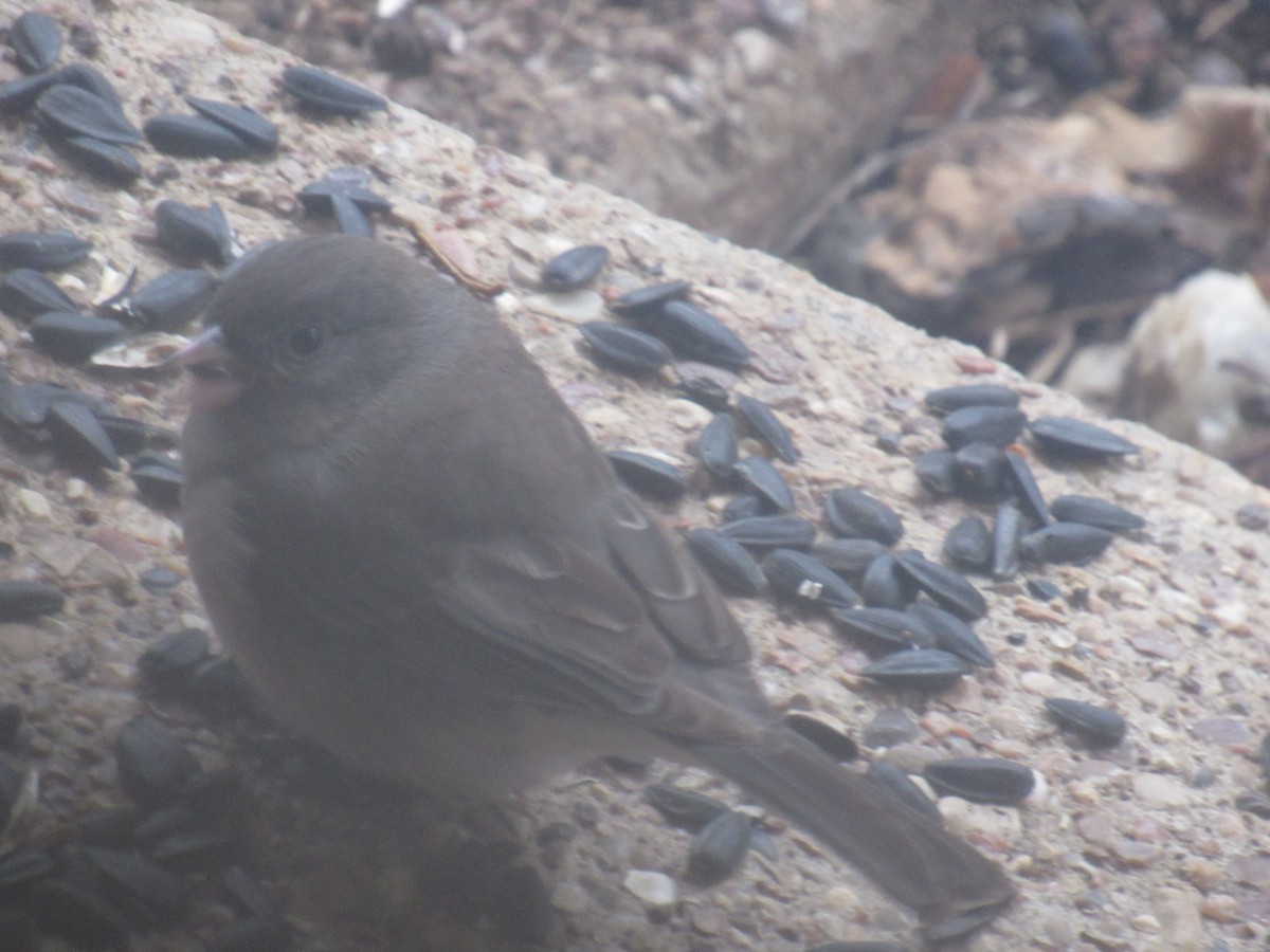 Junco ardoisé - ML412690701