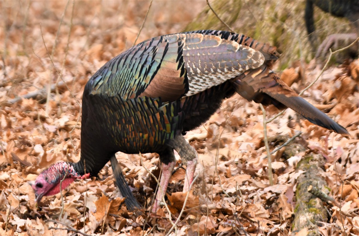 Wild Turkey - ML412690831