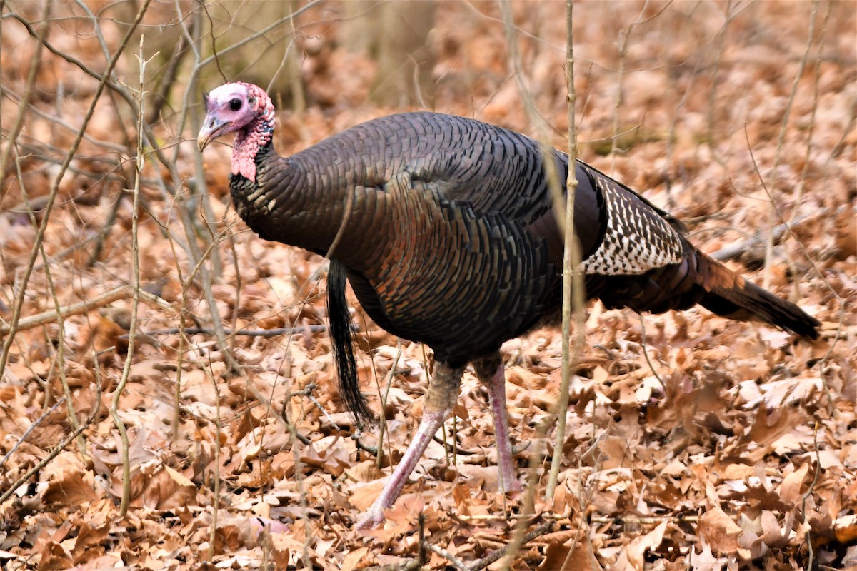 Wild Turkey - ML412690941