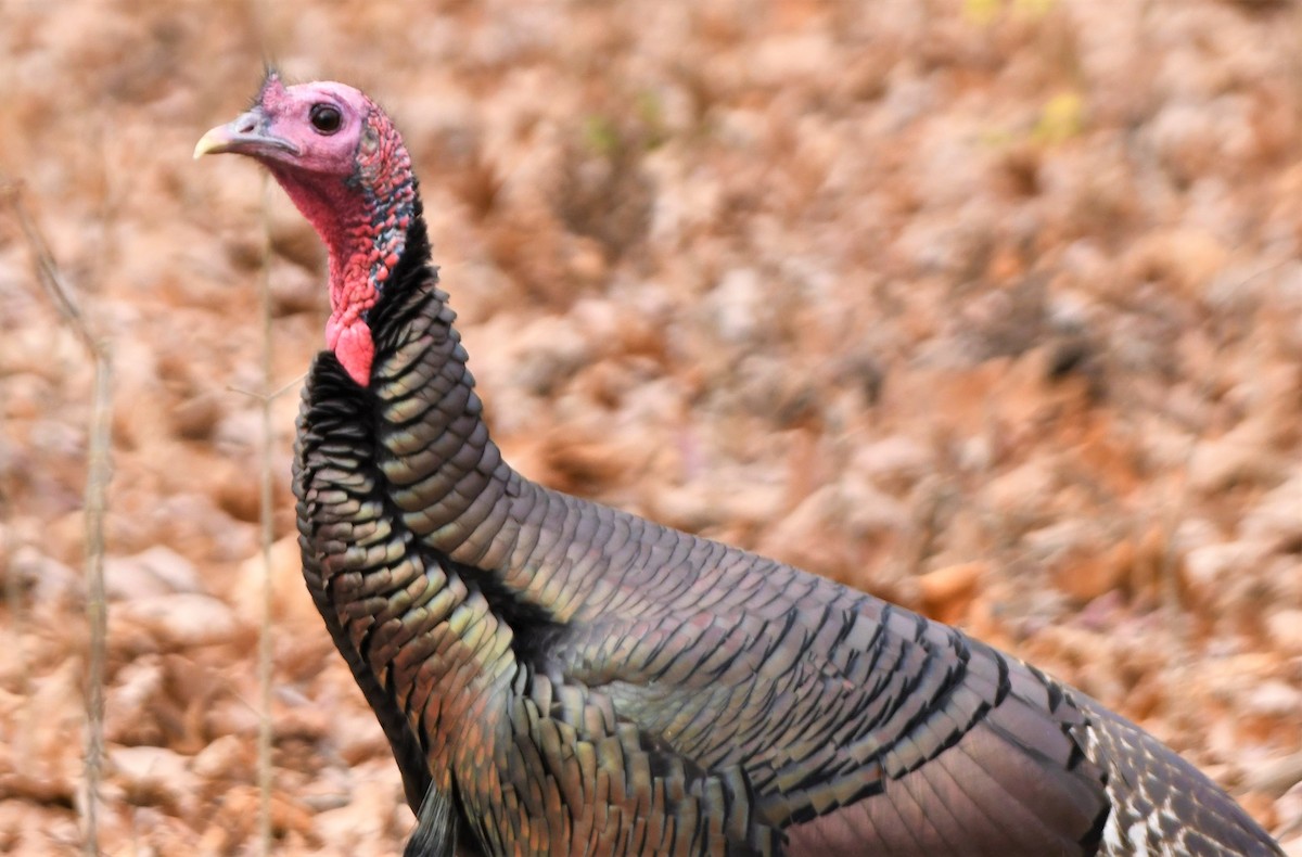 Wild Turkey - ML412690961