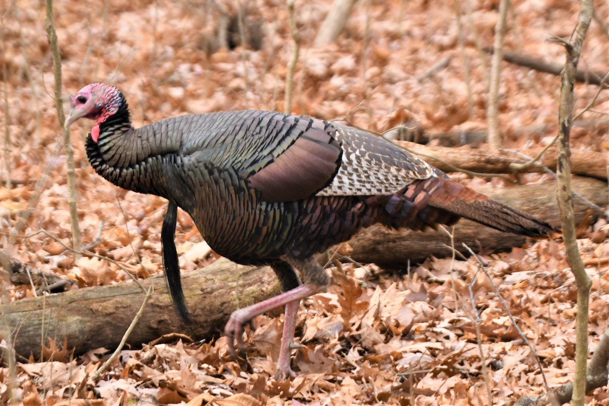 Wild Turkey - ML412691071