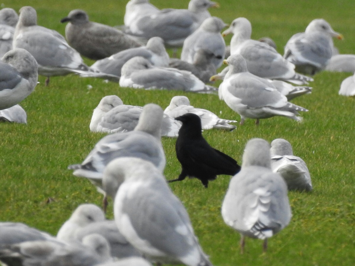 American Crow - ML41269261