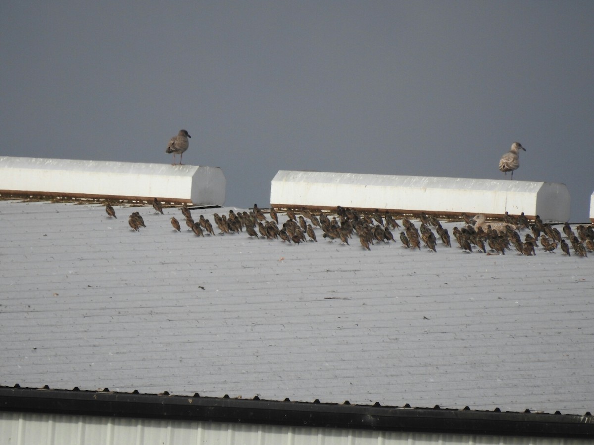 European Starling - ML41269291