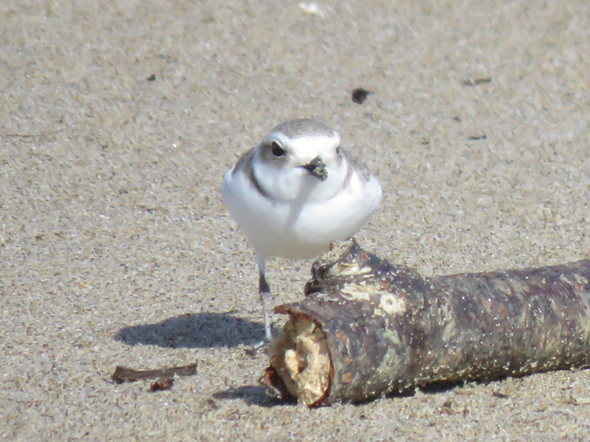 Snowy Plover - ML412692951