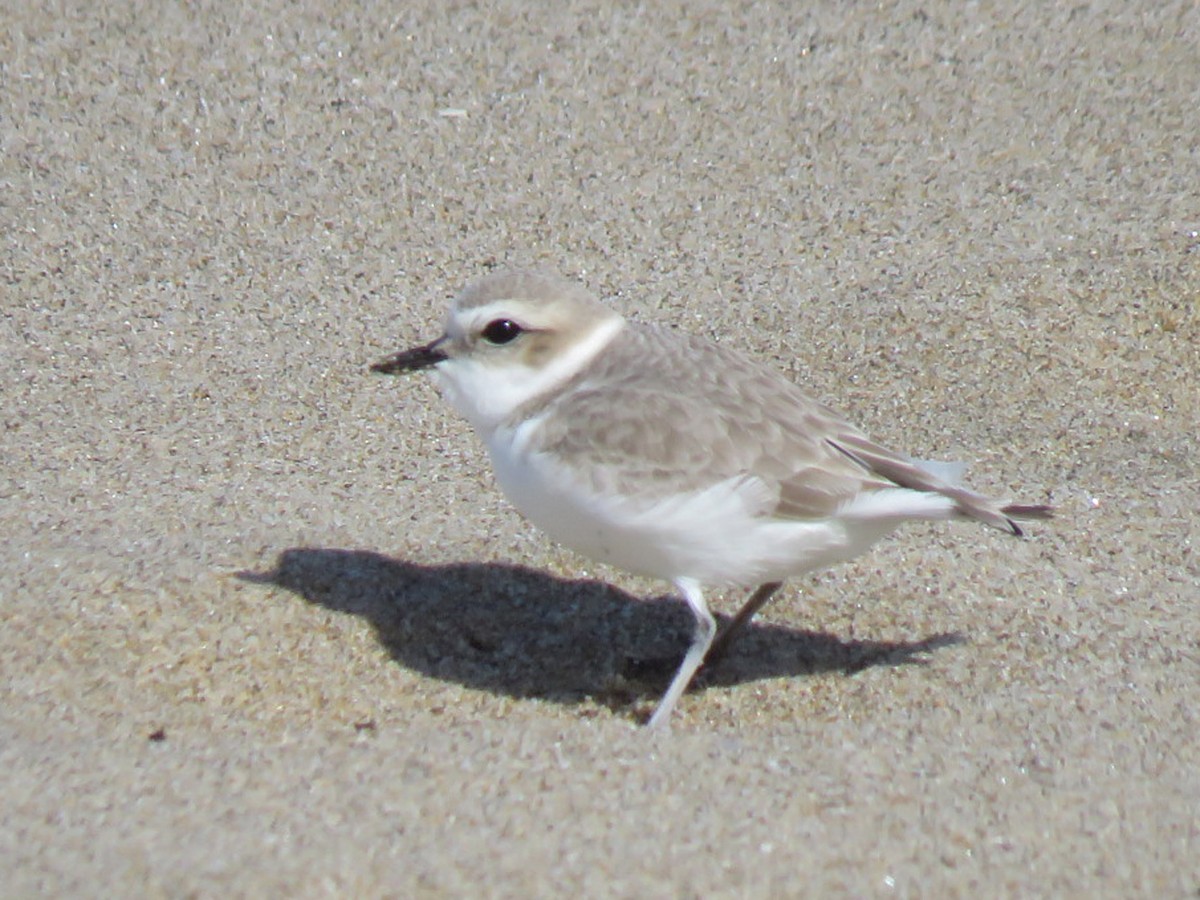 Snowy Plover - ML412692961