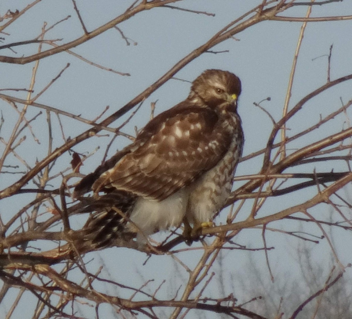 Red-shouldered Hawk - Patricia Welle