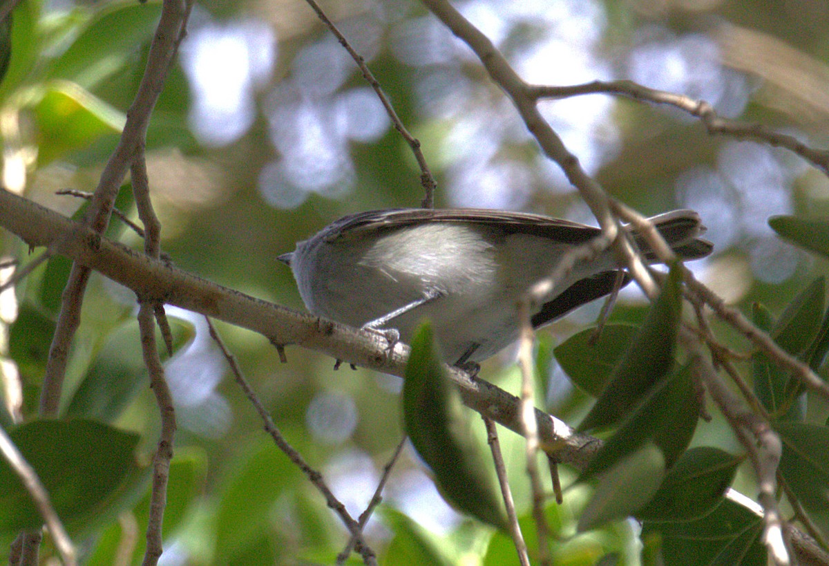 Vireo Plomizo - ML412695221