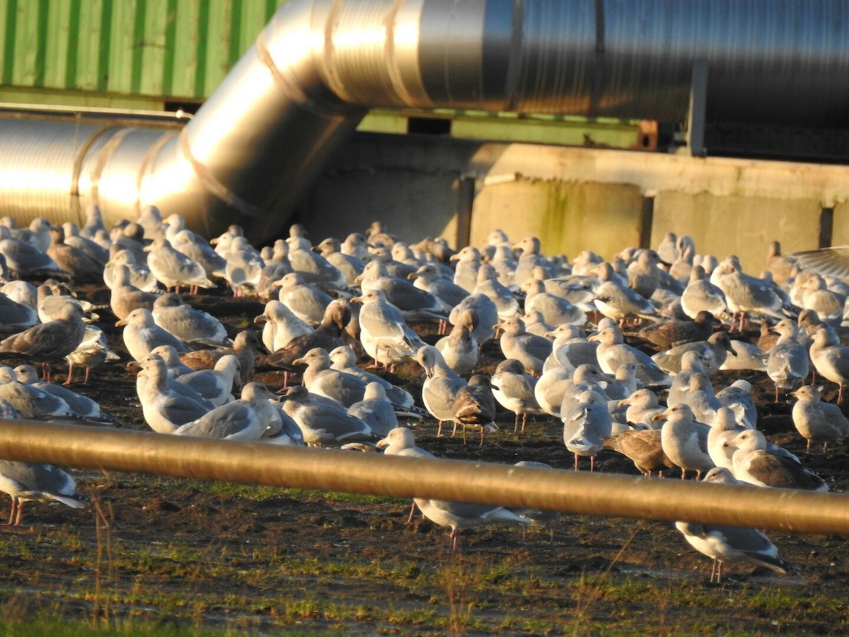 Slaty-backed Gull - ML41269551