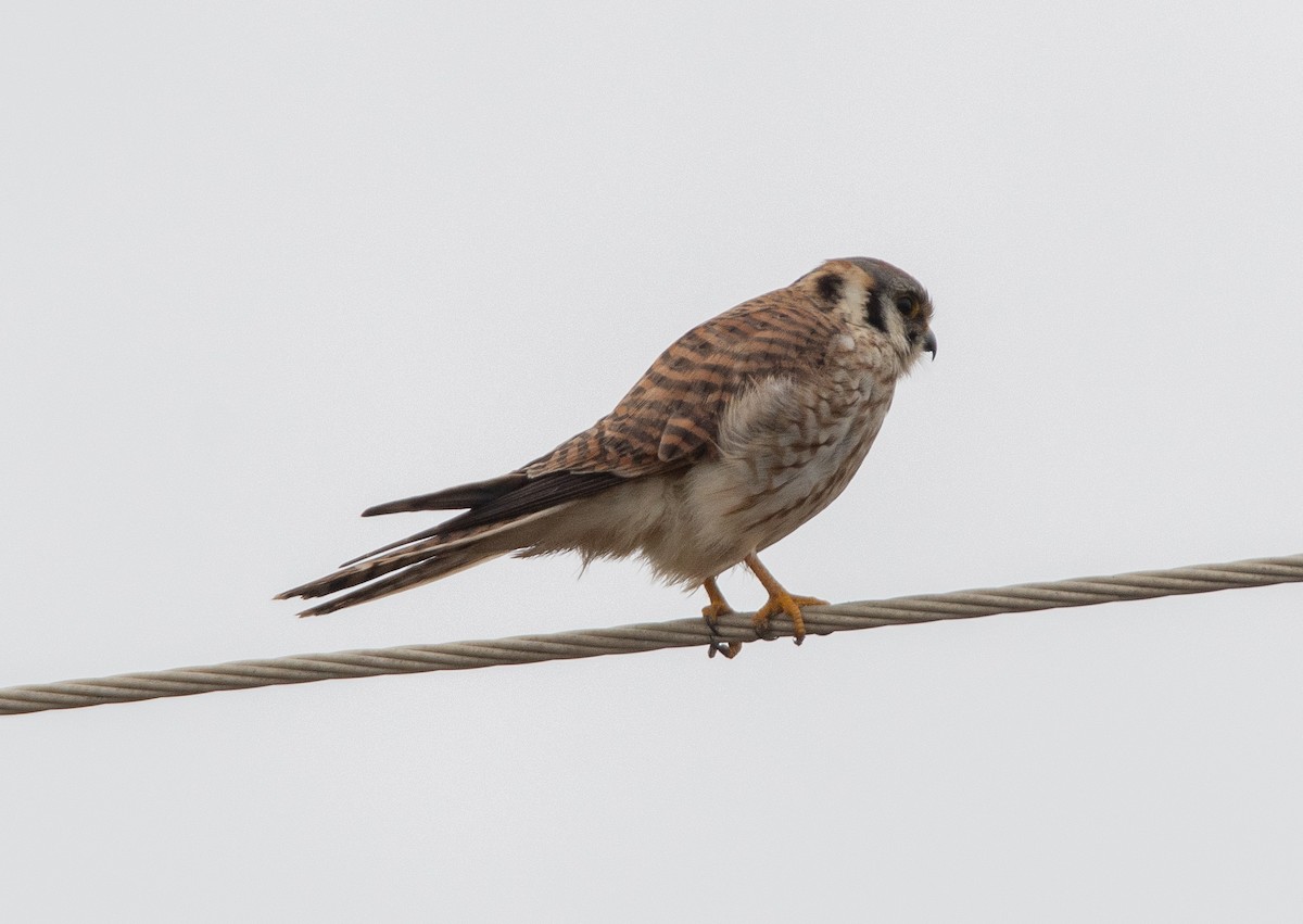 American Kestrel - ML412696121