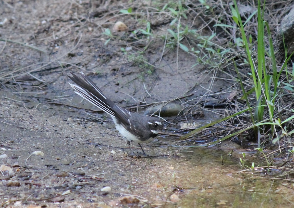 Gray Fantail - ML41269751