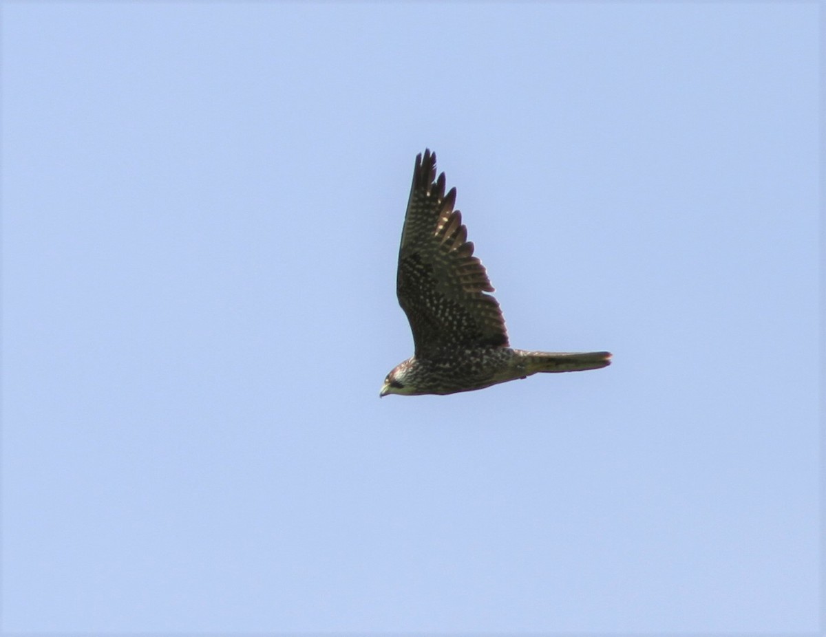 Peregrine Falcon - ML412697661