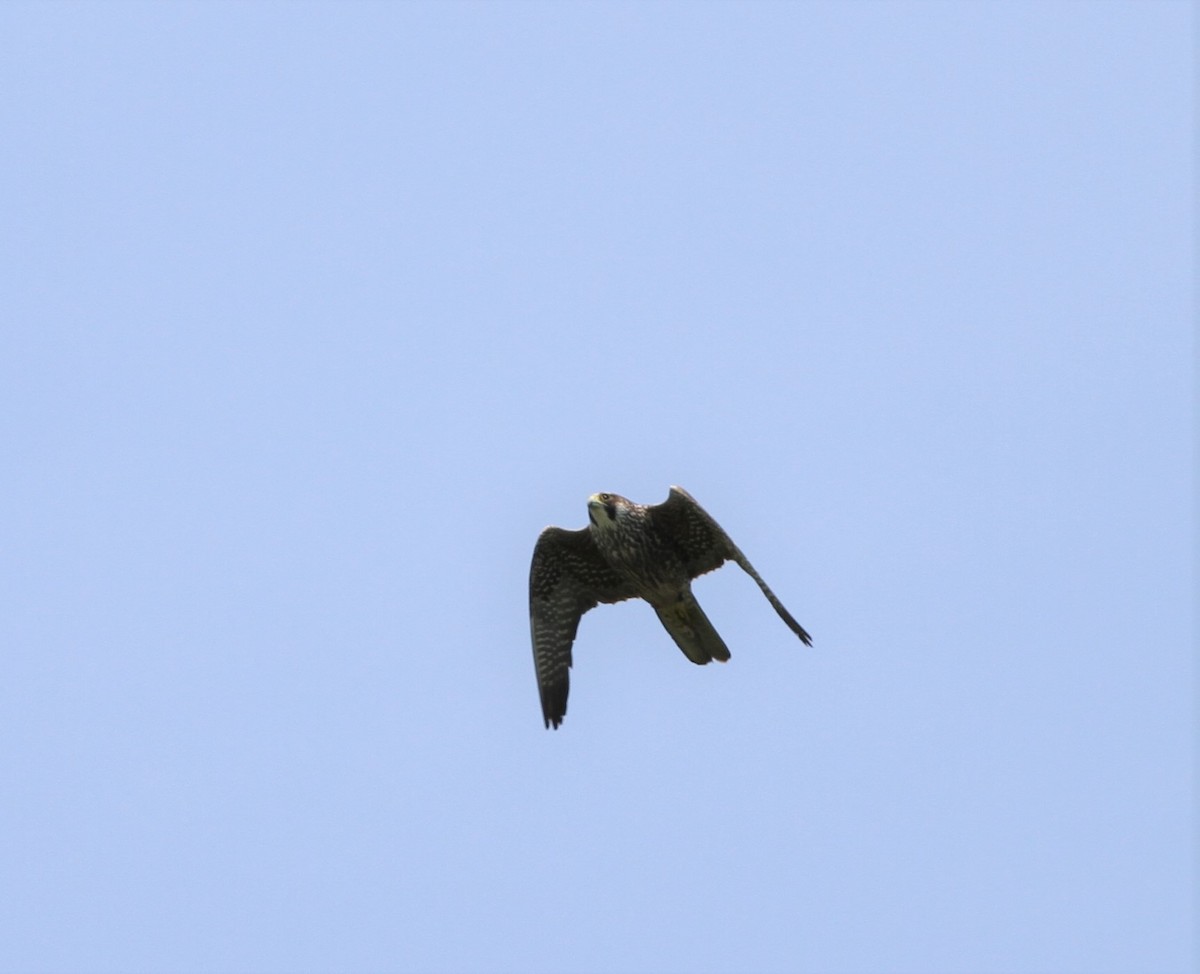 Peregrine Falcon - David Wheeler