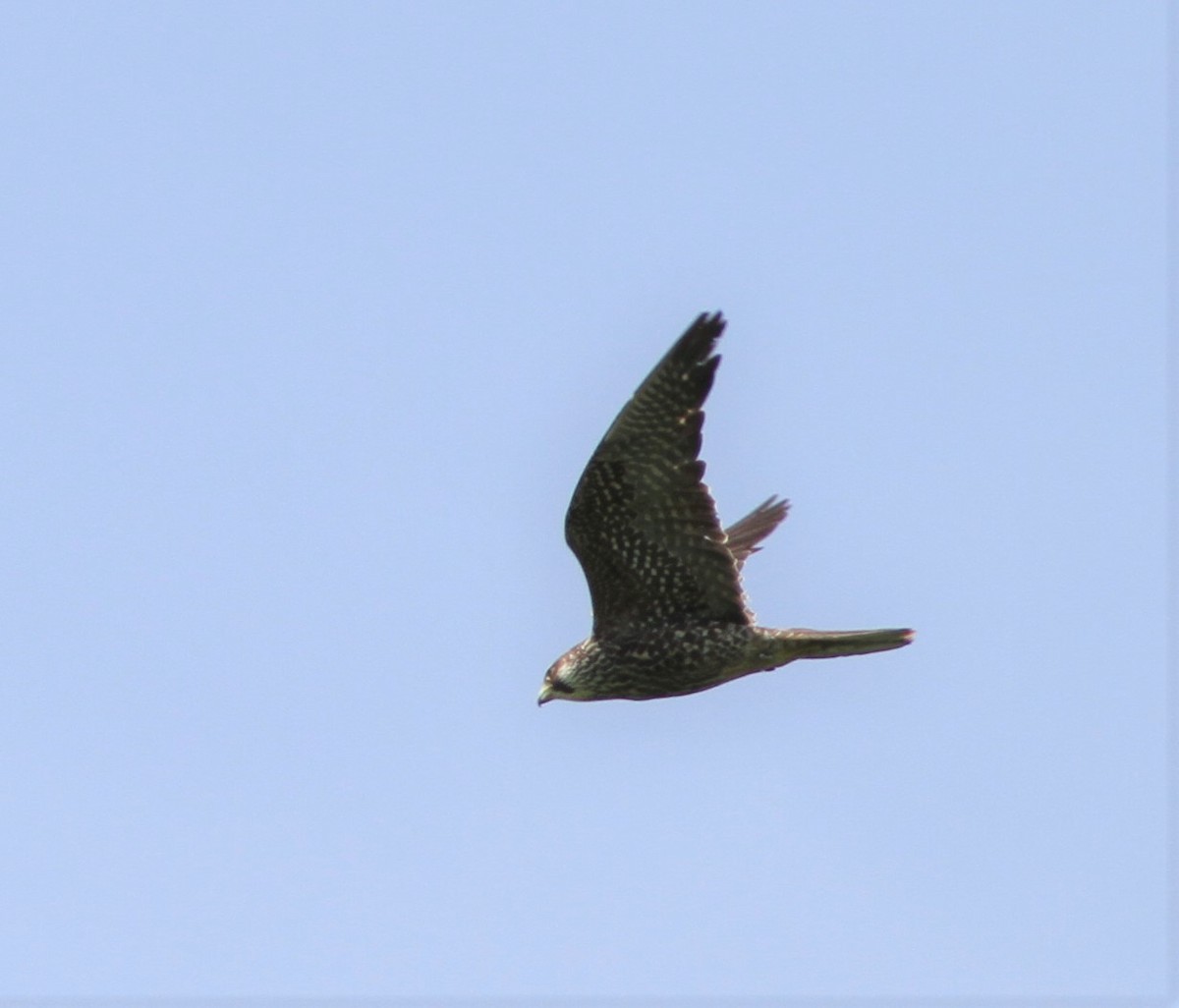 Peregrine Falcon - David Wheeler