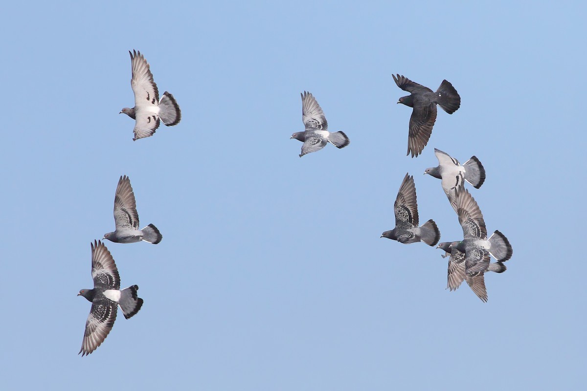 Rock Pigeon (Feral Pigeon) - ML412698871