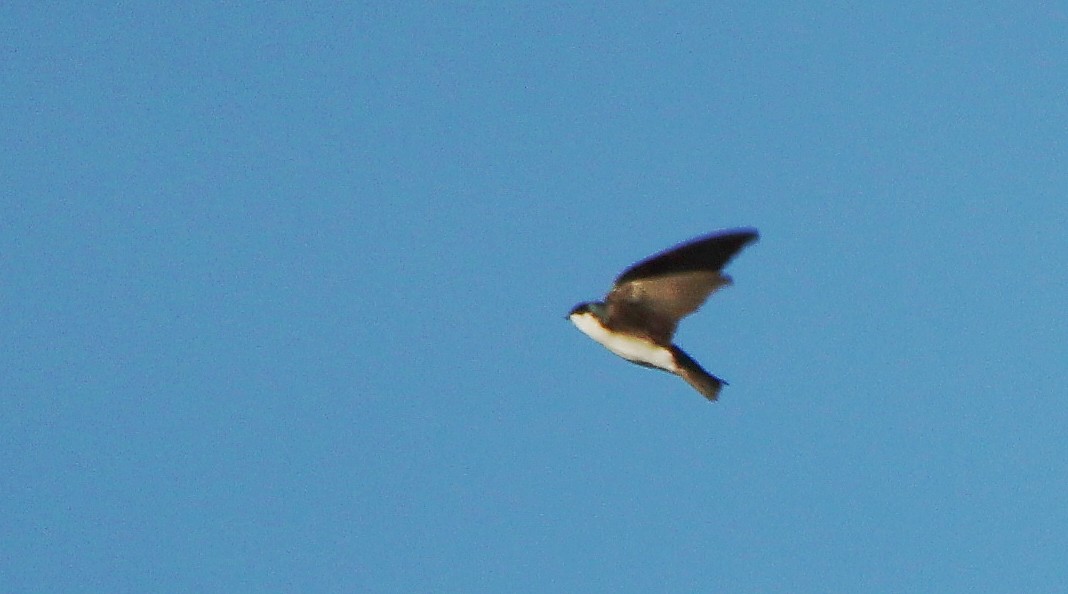 Tree Swallow - Paul Lewis