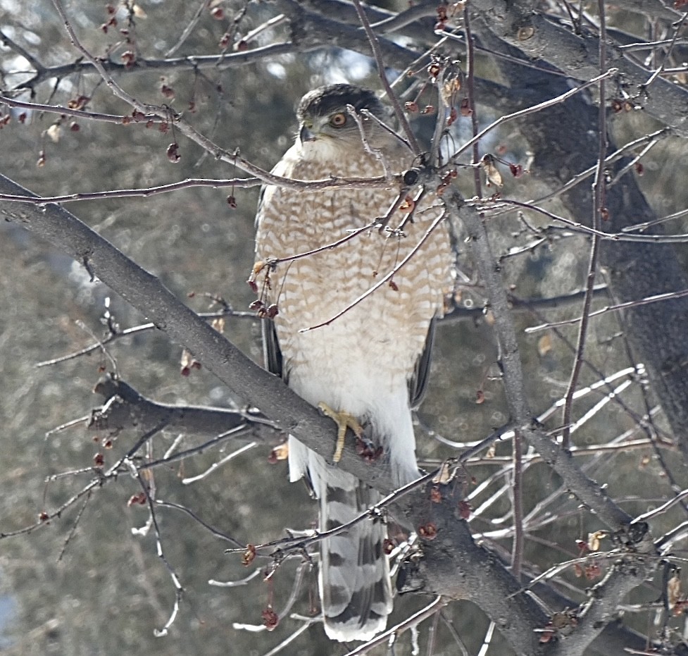 Cooper's Hawk - ML412699361