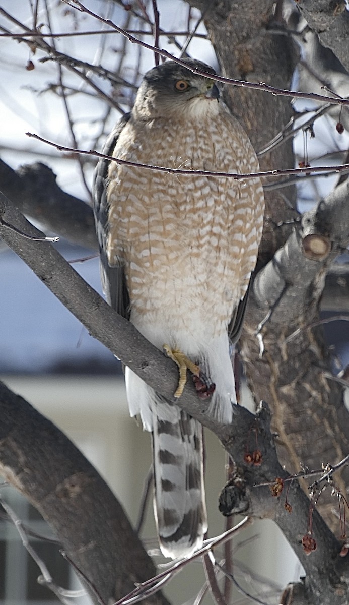 Cooper's Hawk - ML412699381