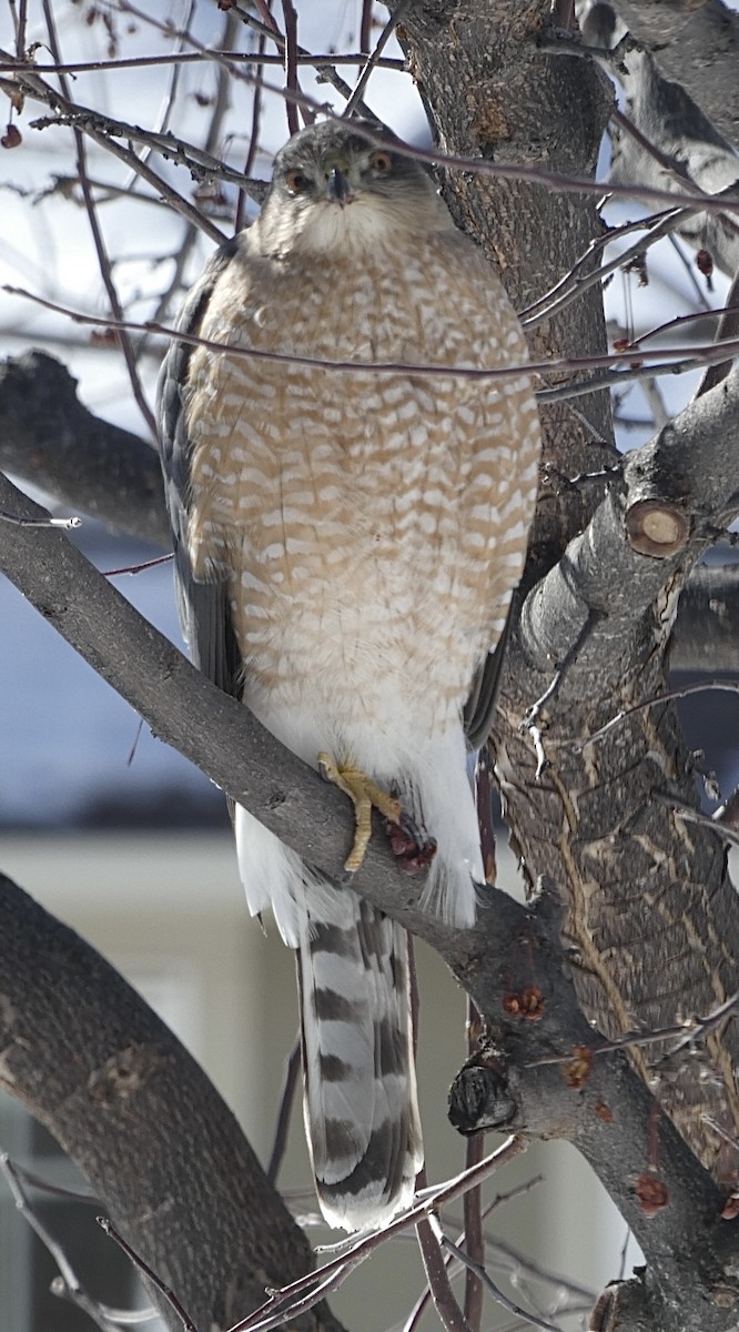 Cooper's Hawk - ML412699391