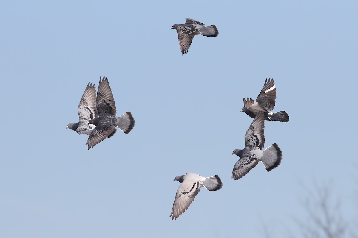 Rock Pigeon (Feral Pigeon) - ML412699881