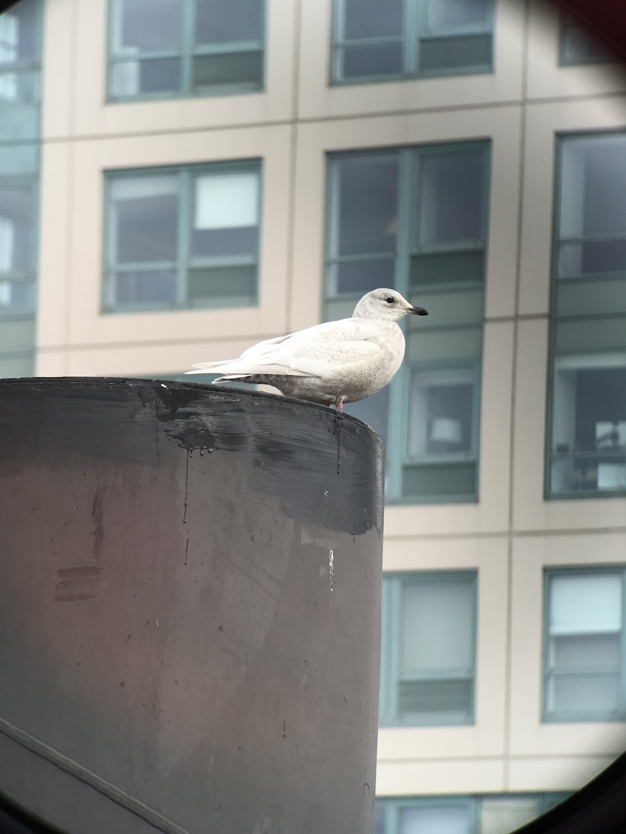 Iceland Gull (kumlieni/glaucoides) - ML412702041