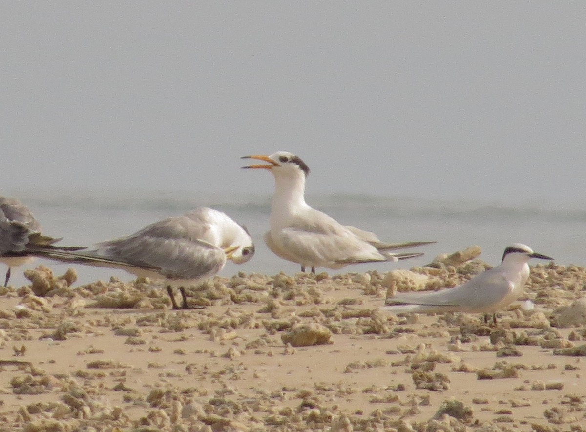 Chinese Crested Tern - ML41270261