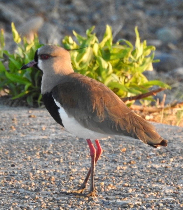 Southern Lapwing - ML412704561