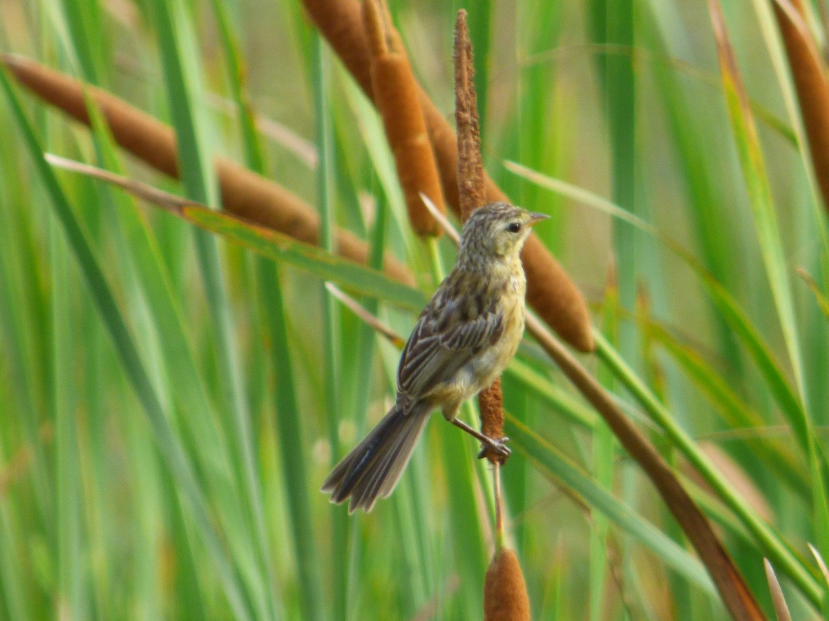 Long-tailed Reed Finch - ML41270481