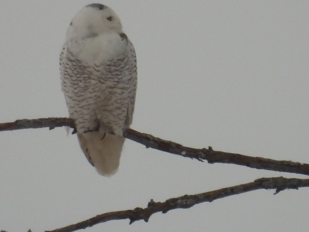 Snowy Owl - Lynn Bergmeyer