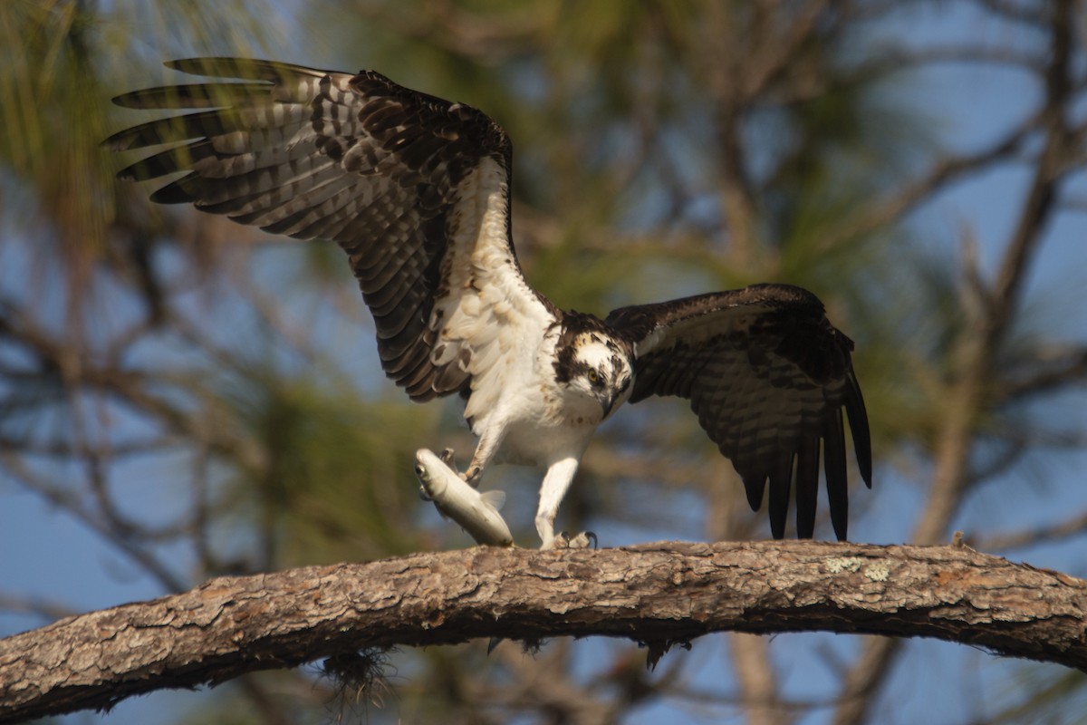 Osprey - ML412706191