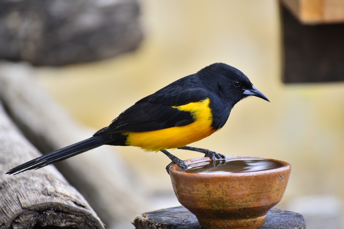 Black-vented Oriole - Esteban Matías (birding guide) Sierra de los Cuchumatanes Huehuetenango esteban.matias@hotmail.com                             +502 53810540