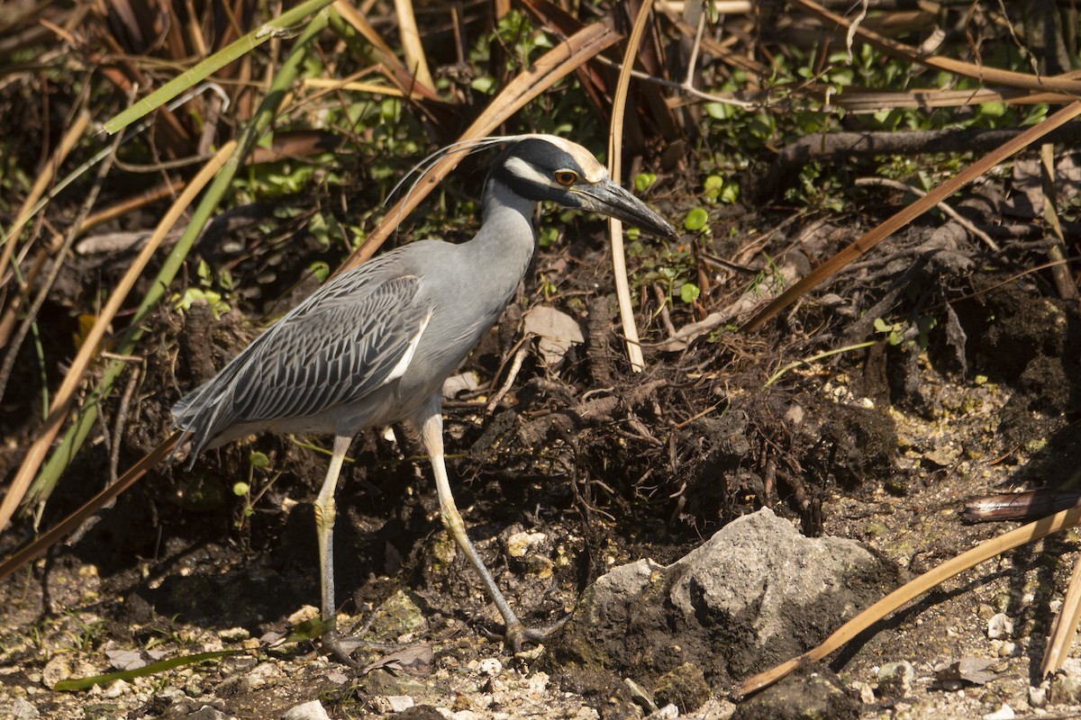 Yellow-crowned Night Heron - ML412708831