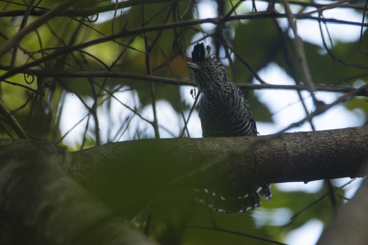 Barred Antshrike - ML412709141