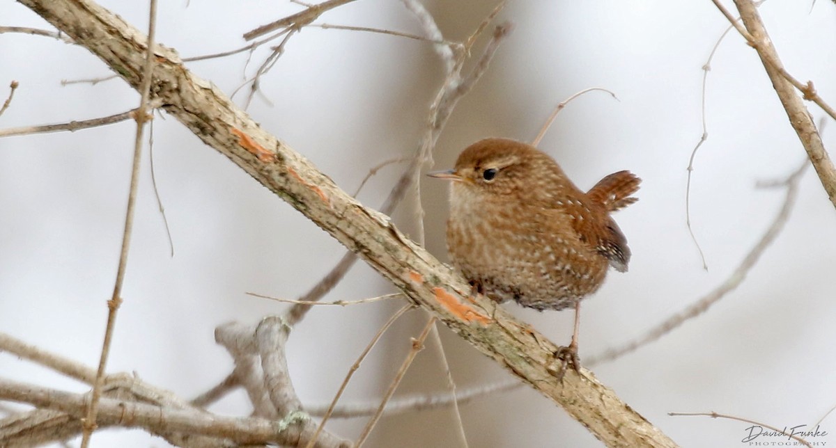 Winter Wren - ML412709701