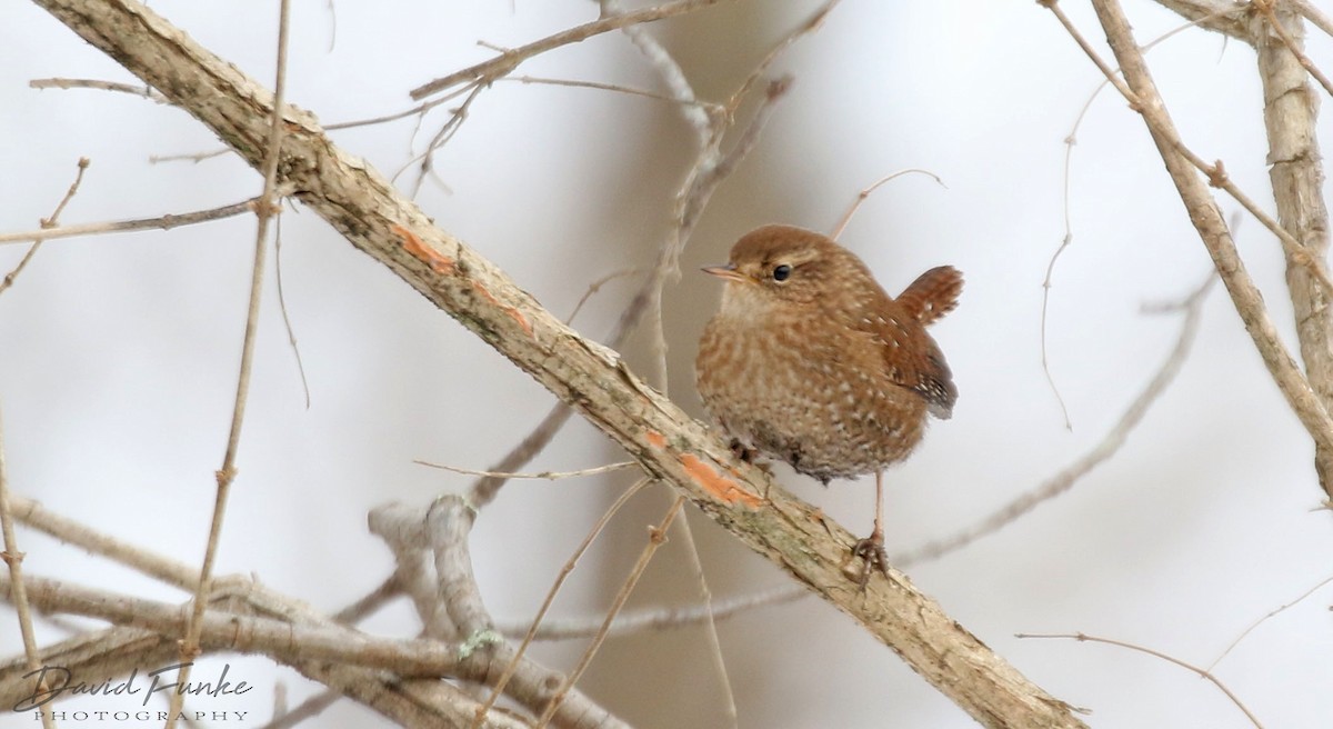 Winter Wren - ML412709711