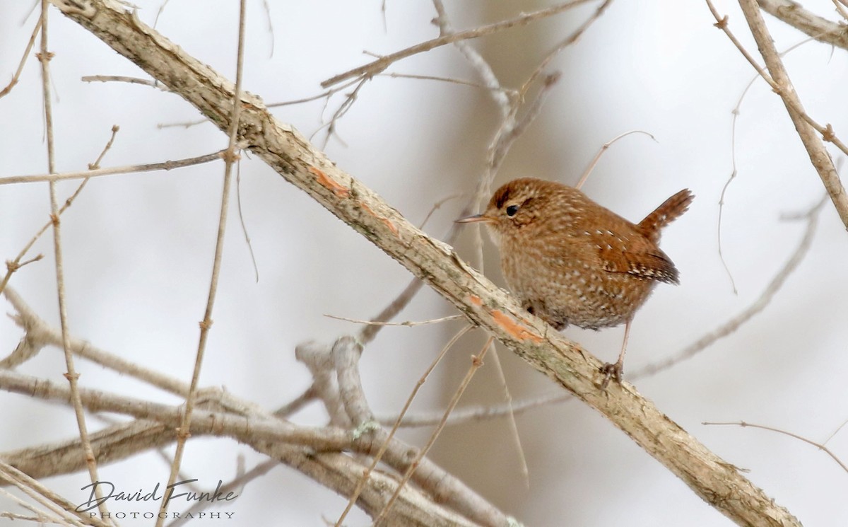 Winter Wren - ML412709721