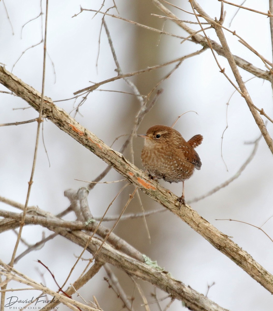 Winter Wren - ML412709731