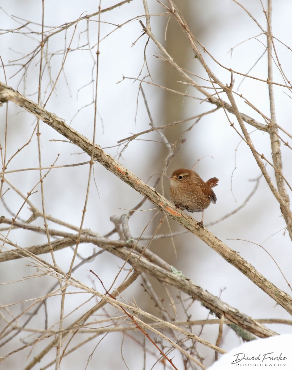 Winter Wren - ML412709741