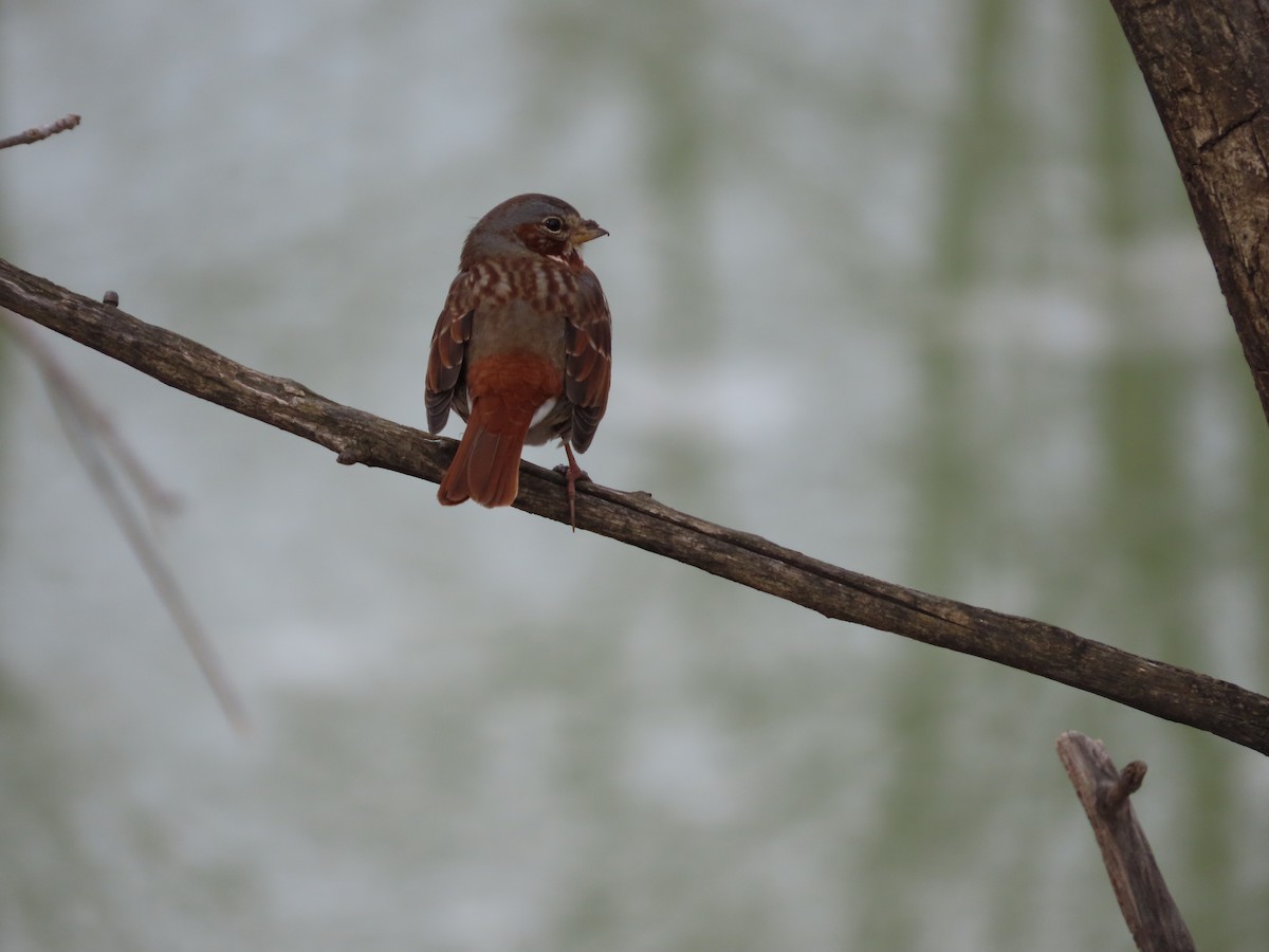 Fox Sparrow (Red) - ML412710981