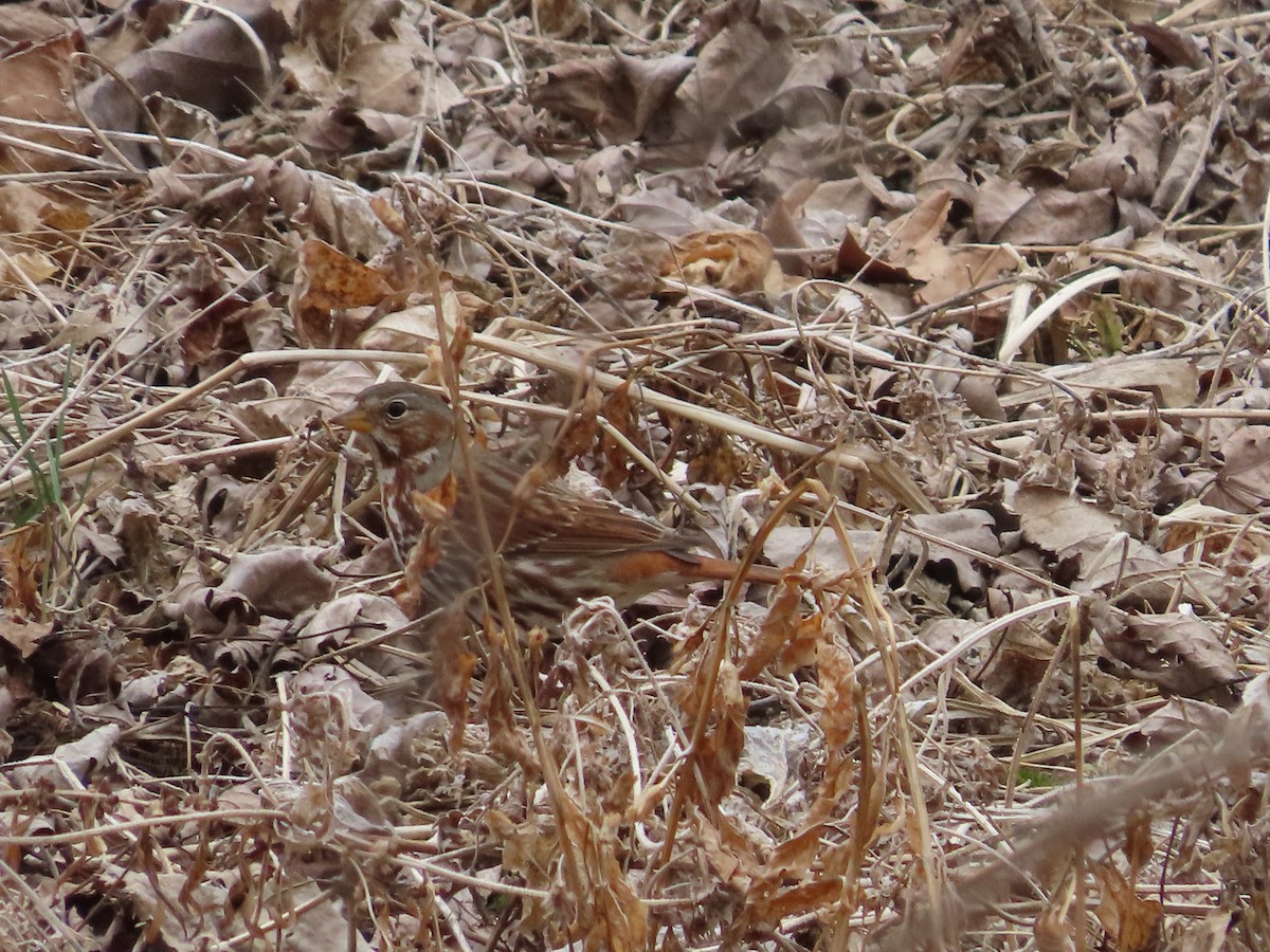 Fox Sparrow (Red) - ML412710991