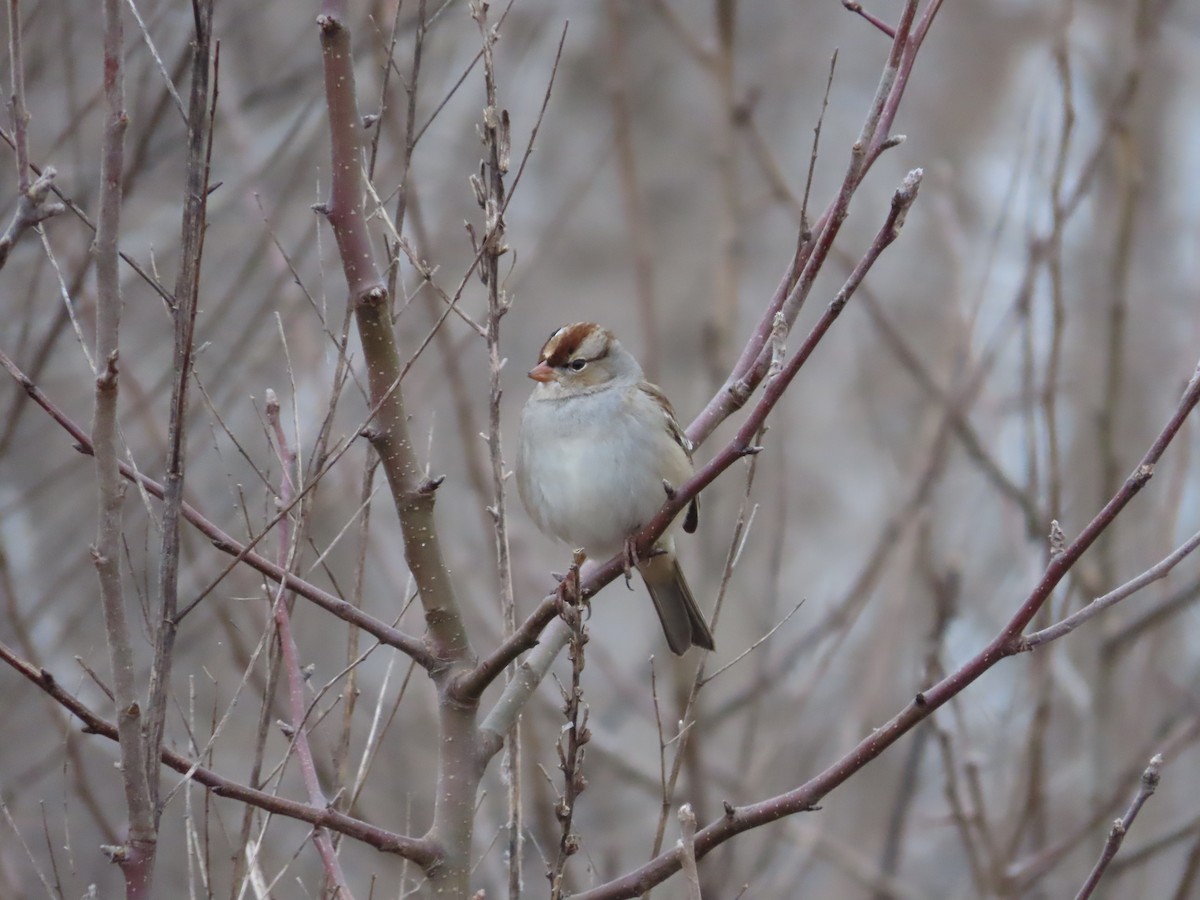 White-crowned Sparrow - ML412711391