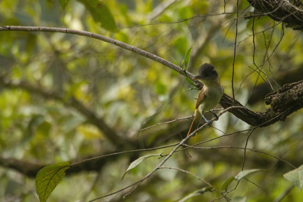 Dusky-capped Flycatcher - ML412712091