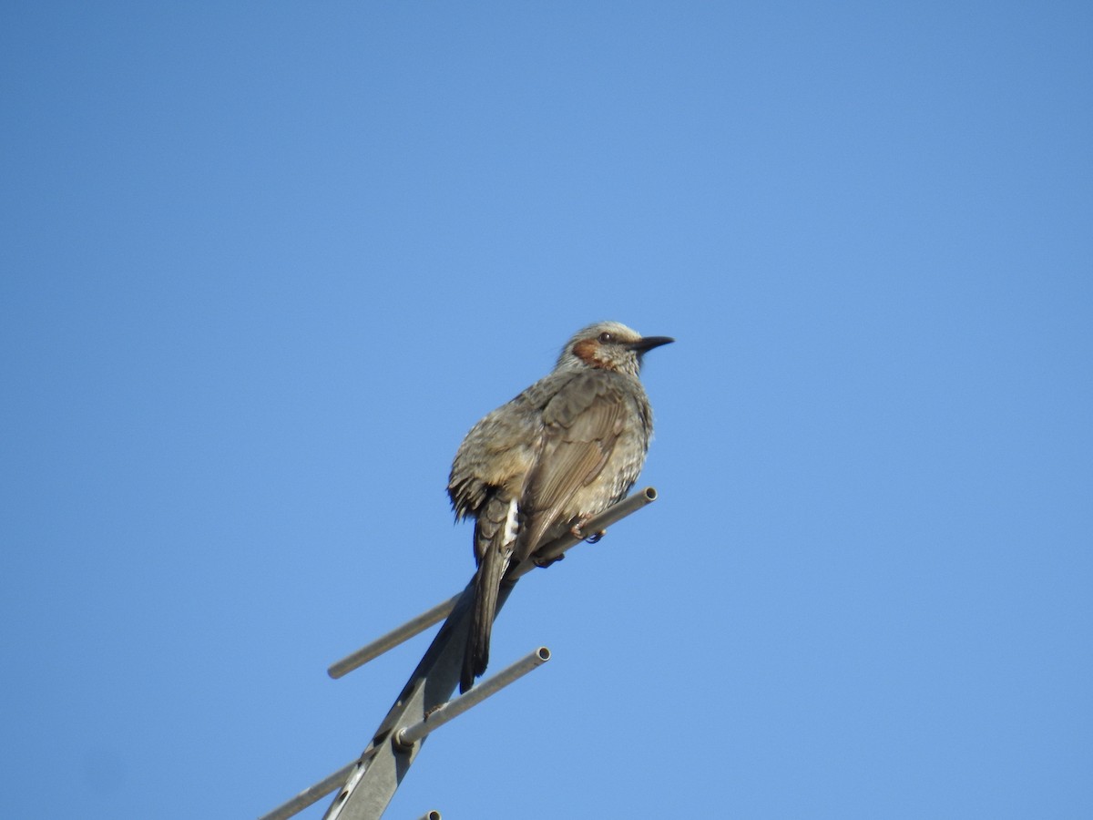 Brown-eared Bulbul - ML412712401