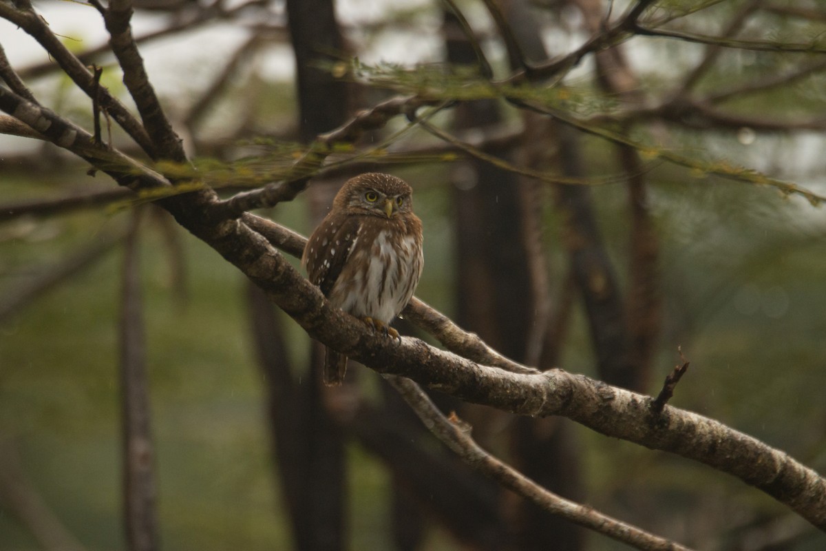 Ferruginous Pygmy-Owl - Nico Lormand