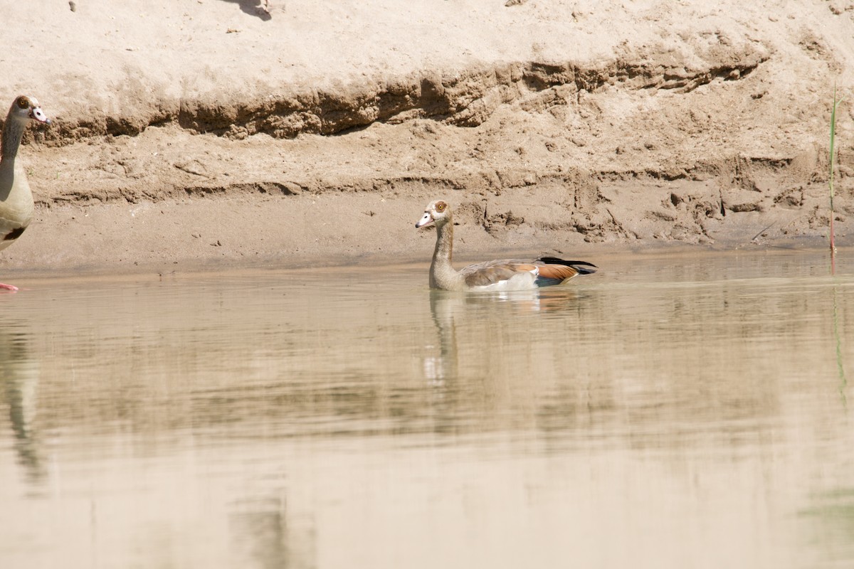 Egyptian Goose - ML412712781