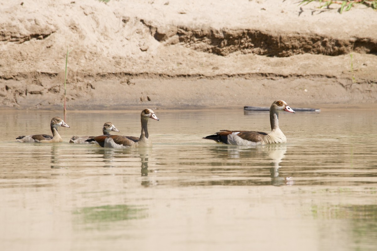 Egyptian Goose - ML412712851