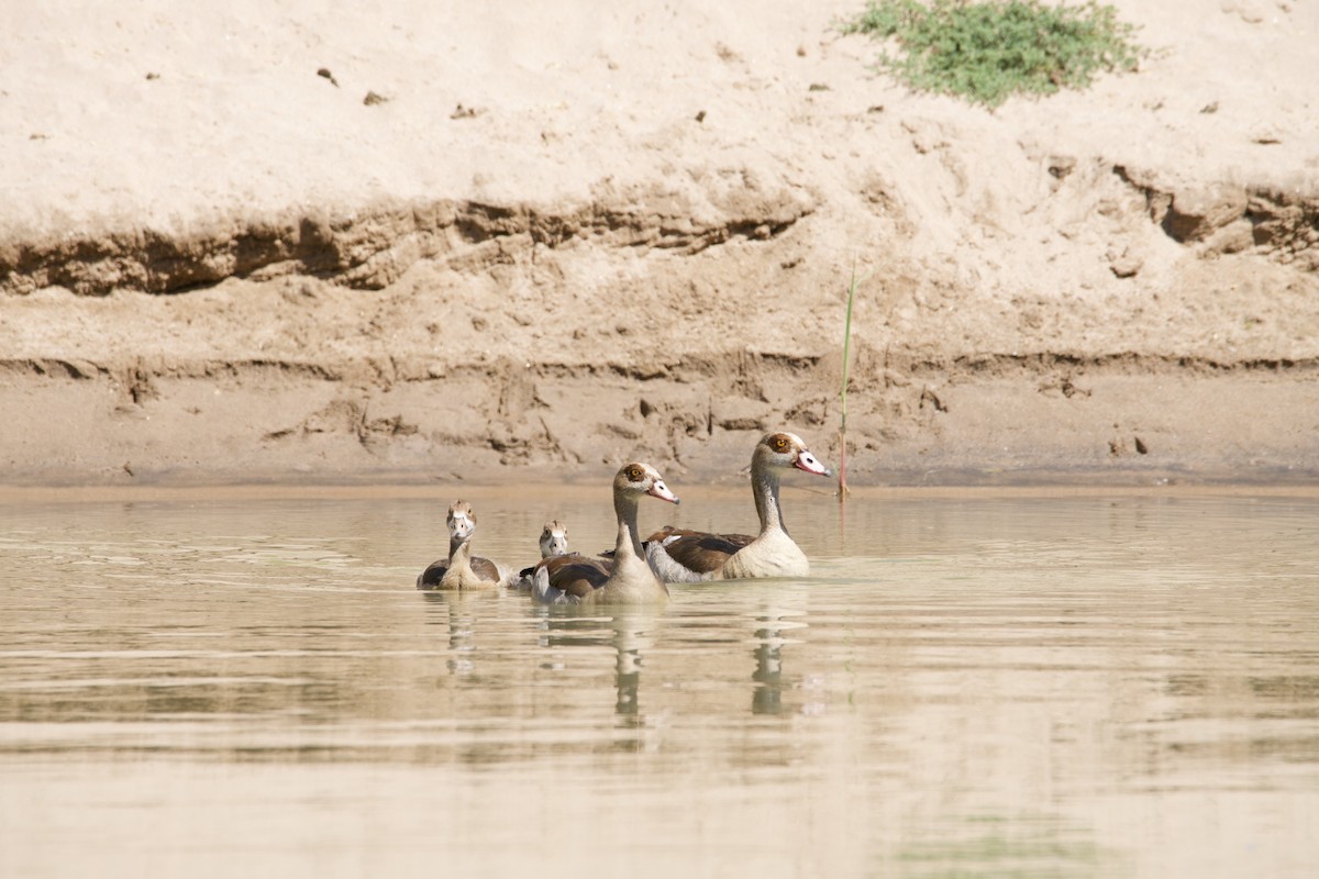 Egyptian Goose - Eric Bischoff