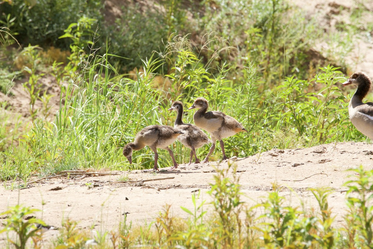 Egyptian Goose - ML412712911